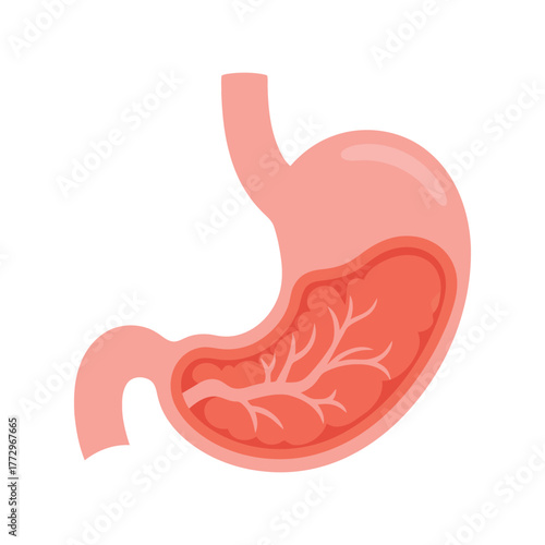 Anatomical illustration of a human stomach showing digestive structures and esophagus Vector, illustration