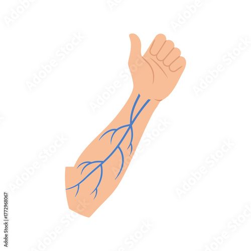 Human arm with visible veins illustration   medical anatomy and circulation Vector, illustration