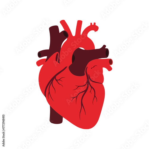 Stylized human heart illustration with major arteries and veins, medical concept Vector, illustration