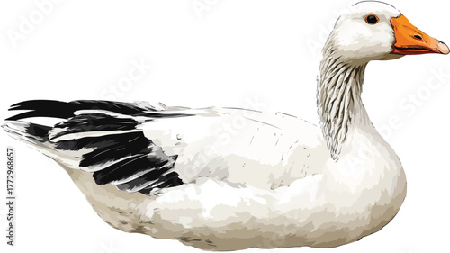 Goose with White Body and Black Tail Vector Outline