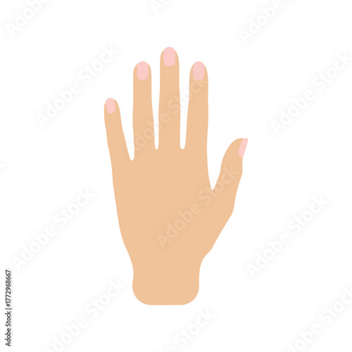 Simple illustration of a woman's open hand with manicured nails, isolated on white background Vector, illustration