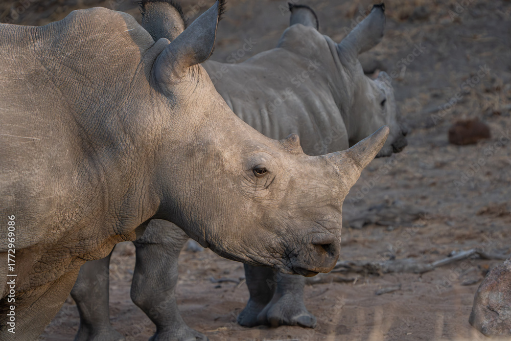Obraz premium A closeup of a White Rhino cow's face with her calf standing in the background, Greater Kruger. 