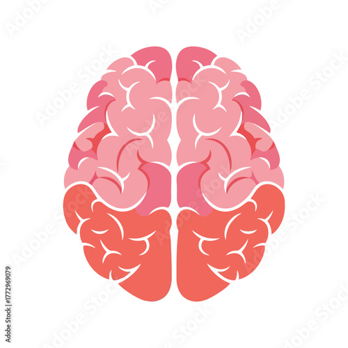 Stylized human brain illustration in pink and coral, top view, isolated on white background Vector, illustration
