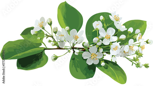 Botanical Beauty: Stunning Plant with White Flowers and Green Leaves Vector Illustration