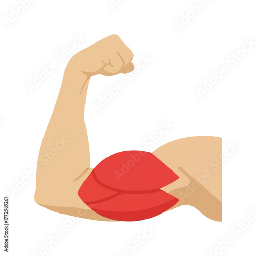 Biceps muscle flexing arm illustration   strength and fitness concept Vector, illustration