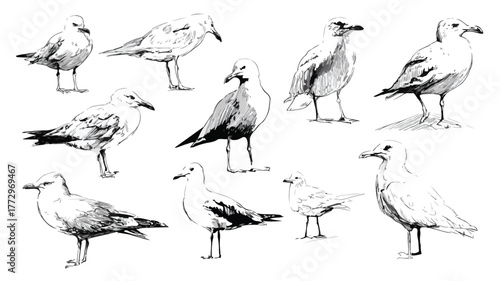 Seagulls in Various Poses Vector Illustration Collection for Design Projects