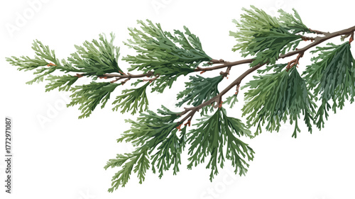 Cedar Branch with Evergreen Needlelike Leaves Vector Illustration