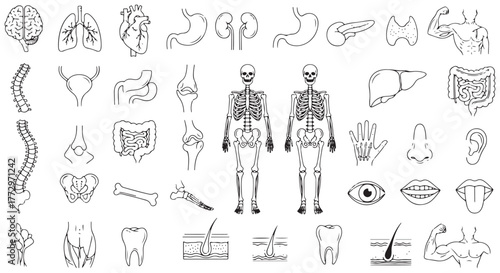 Medical organs line icon set. Vector pictograms of anatomy, body parts, kidney, bladder, pancreas, intestine, thyroid, pelvis, skeleton, joint, hand, nose, mouth, tongue, thin linear illustration