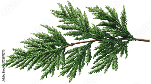 Cedar Branch Evergreen Needlelike Leaves Vector Illustration