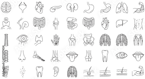 Medical organs line icon set. Vector pictograms of anatomy, body parts, kidney, bladder, pancreas, intestine, thyroid, pelvis, skeleton, joint, hand, nose, mouth, tongue, thin linear illustration