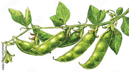 Chickpea Annual Legume Green Stems Vector with Outline