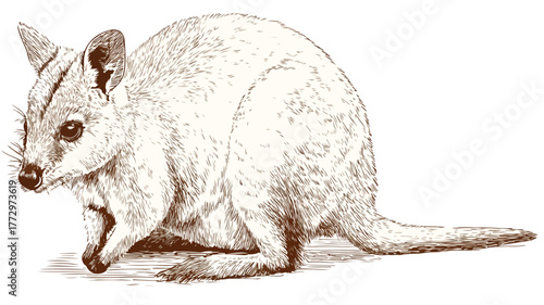 Playful Quokka and Scrub Wallaby Cartoon Vector Illustration with Outline for Designs