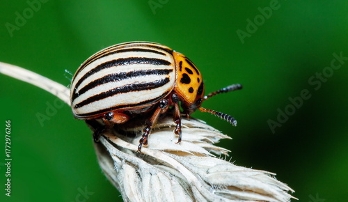 colorado potato beetle