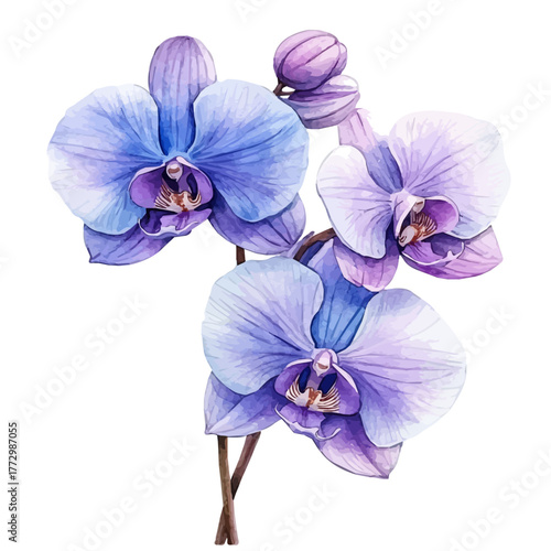 Orchid Flower, watercolor drawing vector, isolated on a white background.
