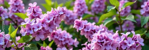 Vibrant lilac blossoms in full spring bloom, creating a soft, pastel background. Delicate petals and lush greenery fill the frame, colorful, floral, lilac flowers