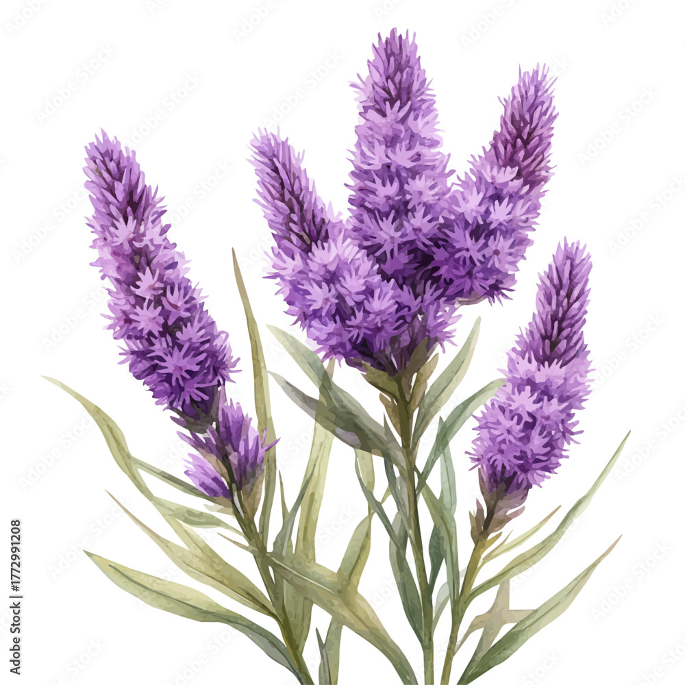 Obraz premium watercolor vector of Liatris Flower, isolated on a white background.