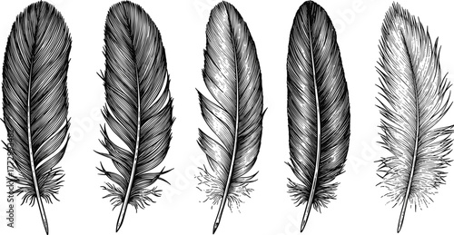 Set of detailed vintage bird feathers illustration, hand drawn black and white feather collection, natural boho decorative design elements