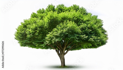 green bushy tree with textured foliage isolated on white background