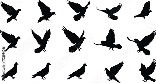 Silhouette of flying and standing pigeons collection, bird vector illustration set, isolated black doves in various flight poses