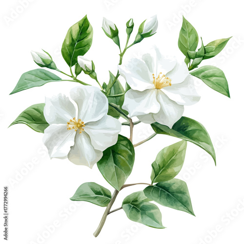 Jasmine Flower, watercolor illustration vector, isolated on a white background.