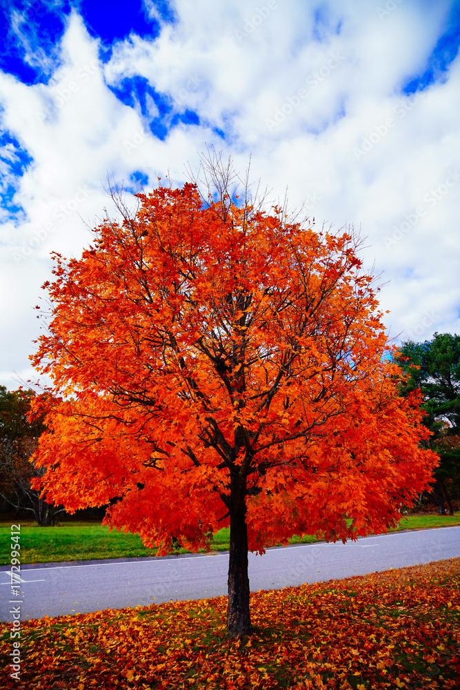 Fototapeta premium Lexington, Massachusetts, USA: 10 25 2025: The fall foliage red leaf landscape Minute Man National Historical Park at Massachusetts, USA. It commemorates the battle in the American Revolutionary War 