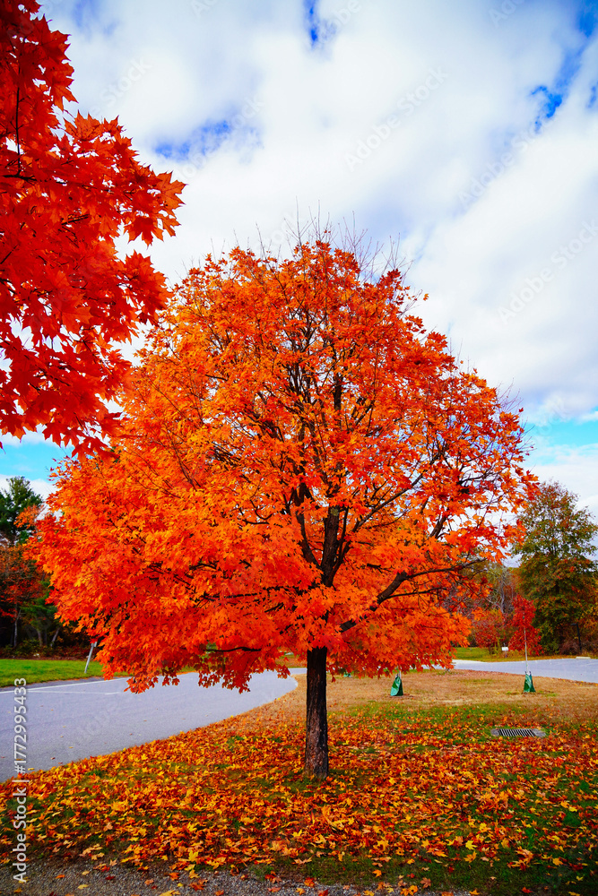 Naklejka premium Lexington, Massachusetts, USA: 10 25 2025: The fall foliage red leaf landscape Minute Man National Historical Park at Massachusetts, USA. It commemorates the battle in the American Revolutionary War