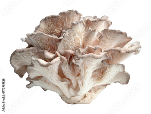 Harvesting fresh oyster mushrooms organic farm food nature isolated on transparent background