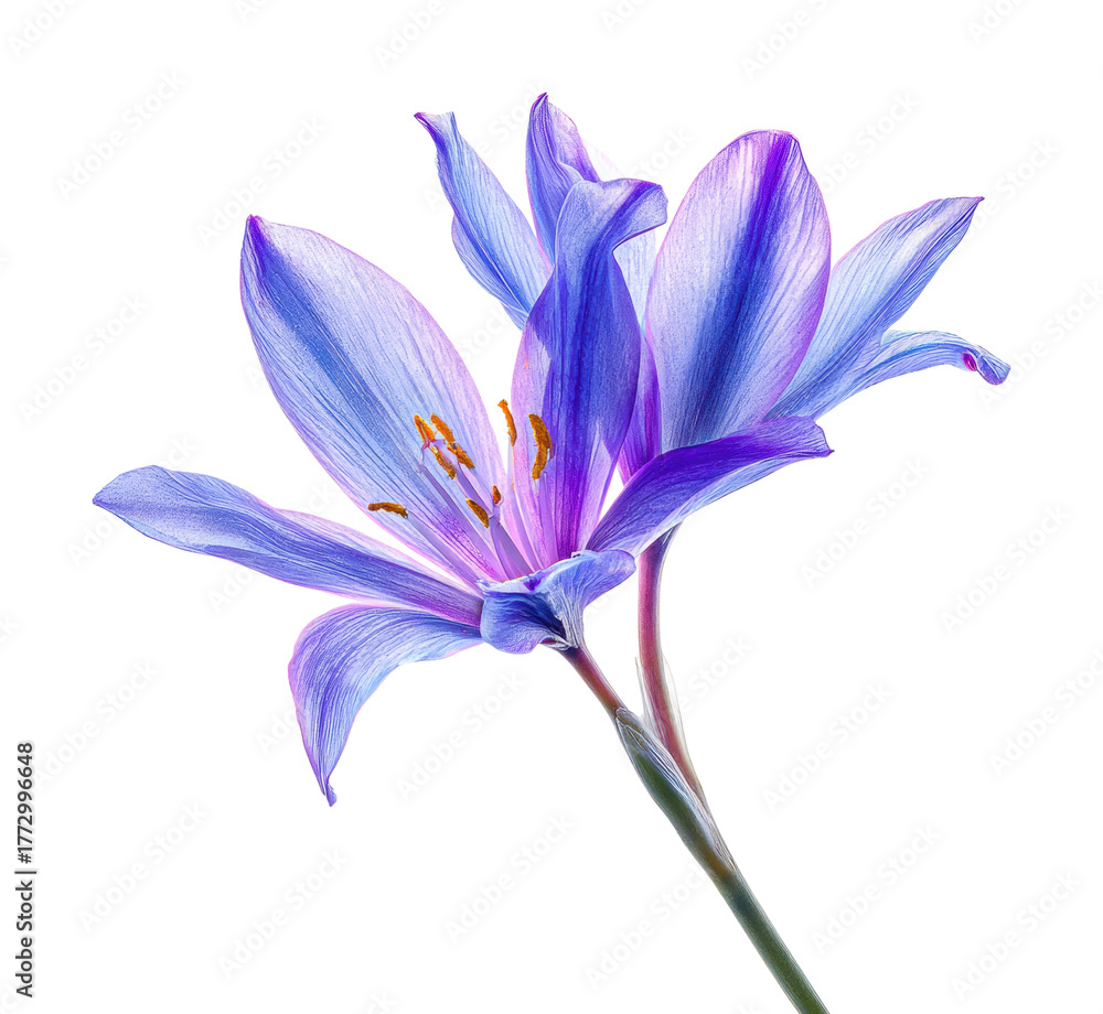 Fototapeta premium Blooming blue flower floral isolated on transparent background