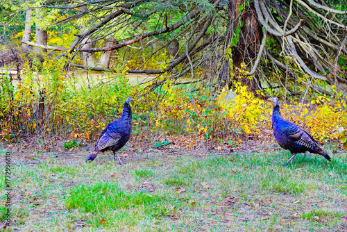 Foto Lexington, Massachusetts, USA: 10 25 2025: Turkey in The fall foliage red leaf landscape Minute Man National Historical Park