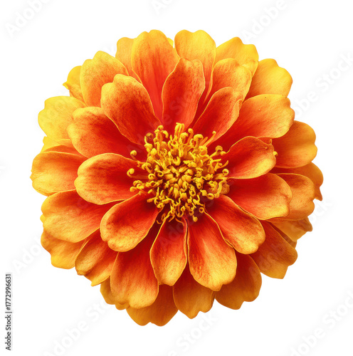 Vibrant orange flower nature isolated on transparent background