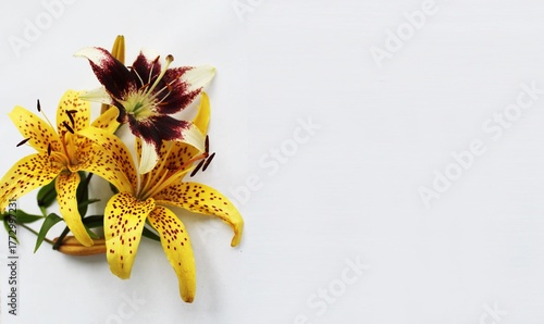 Bouquet with yellow lilies on a white background. Background for greetings and postcards.