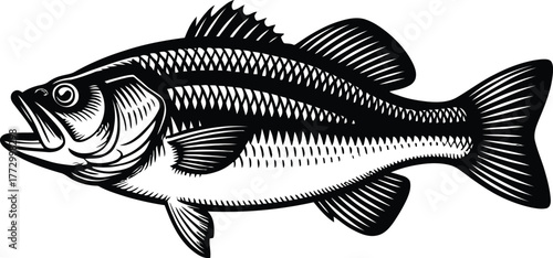 Classic Bass Fish Illustration in Detailed Engraving Art Style