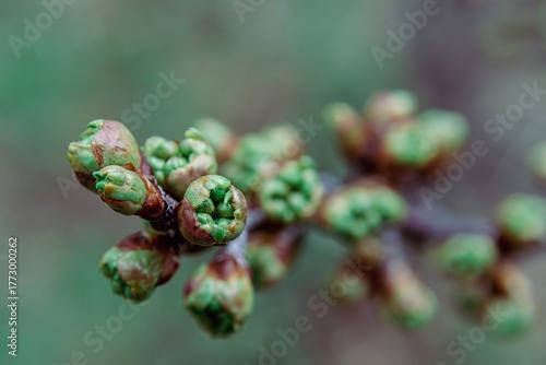 Emerging spring leaves tightly packed inside protective bud scales