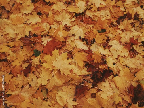Golden maple leaves forming a warm rich textured autumn forest carpet