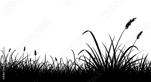 Silhouette of Grass and Plants Against White Background, Nature-Inspired Composition