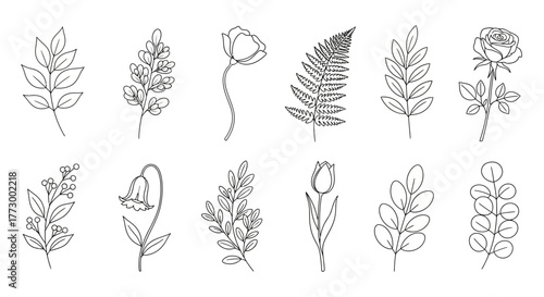 Botanical Line Art Collection Delicate Floral Illustrations for Graphic Design