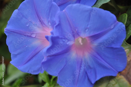 Petunia purple flowers close up very delicate and beautiful. Full frame flower Petunia Supertunia.