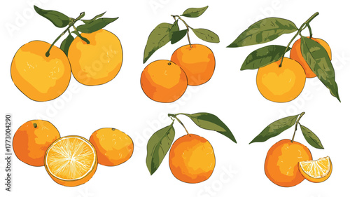 Vibrant Collection of Fresh Oranges and Sliced Oranges in a Creative Composition