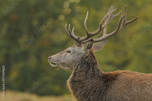 Red deer stag