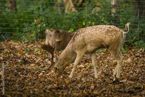 Fallow deer in Richmond Park