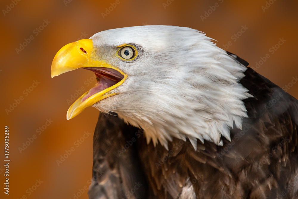Obraz premium portrait of an american Eagle