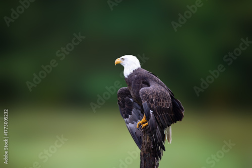 Close up of a bald eagle