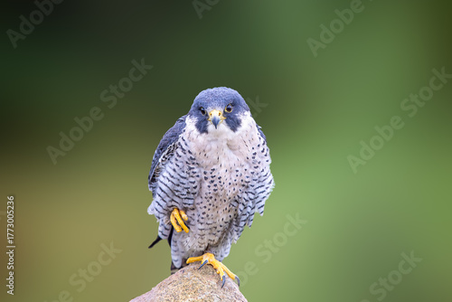 close up of a peregrine hawk