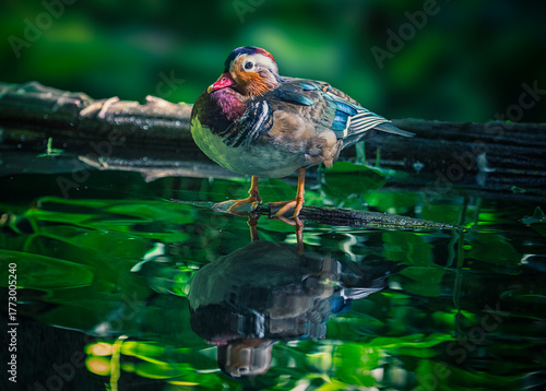 close up of a great crested grebe