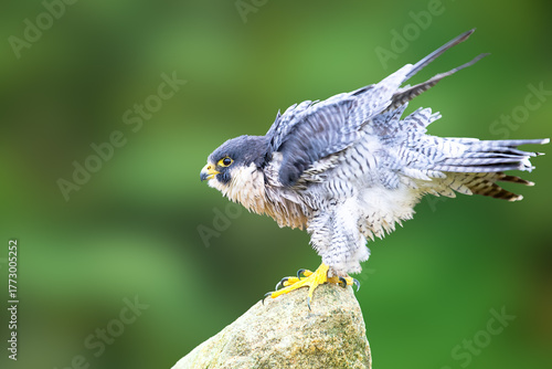 close of a peregrine hawk