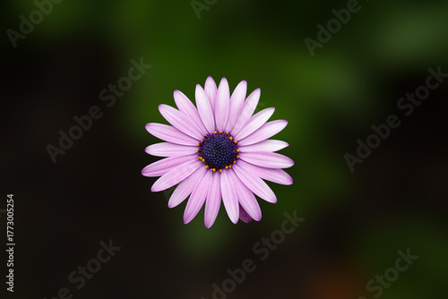 close up of a purple daisy flower