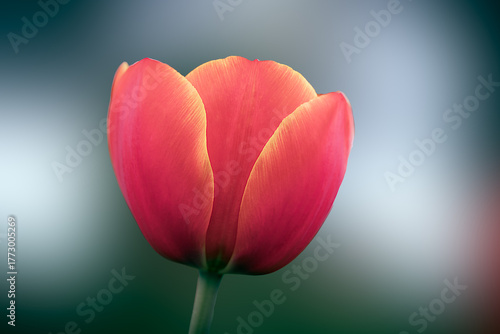 Close up of red and yellow tulip