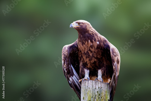 close up of red tailed hawk