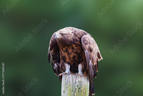 close of a red tailed hawk