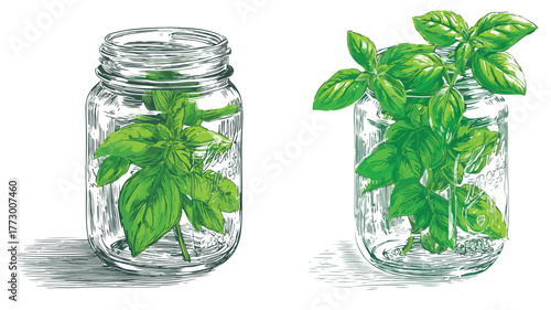 Fresh Basil Herb Jar for Restaurant Menu Design - Vector Illustration